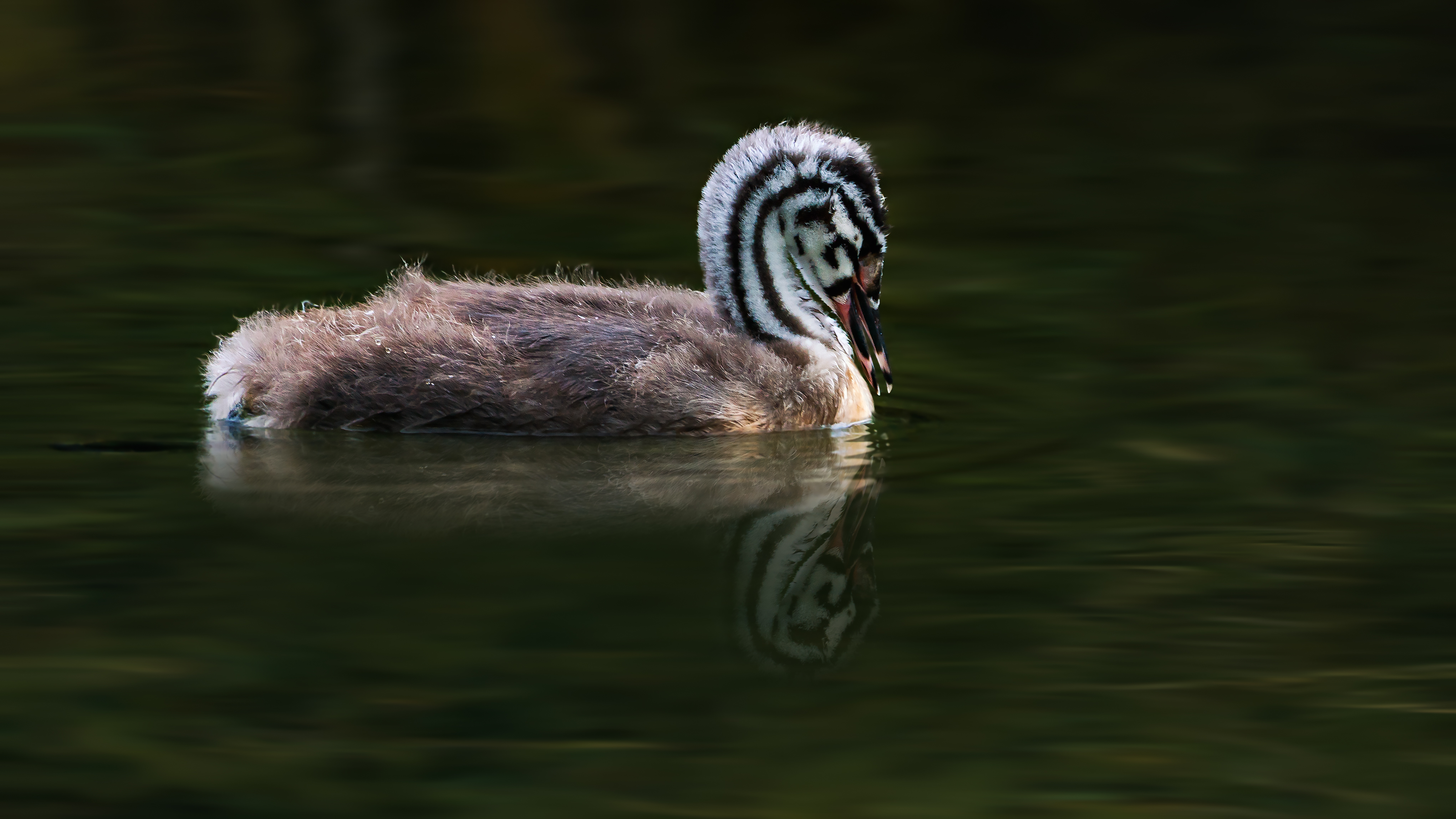 Grebe (17)